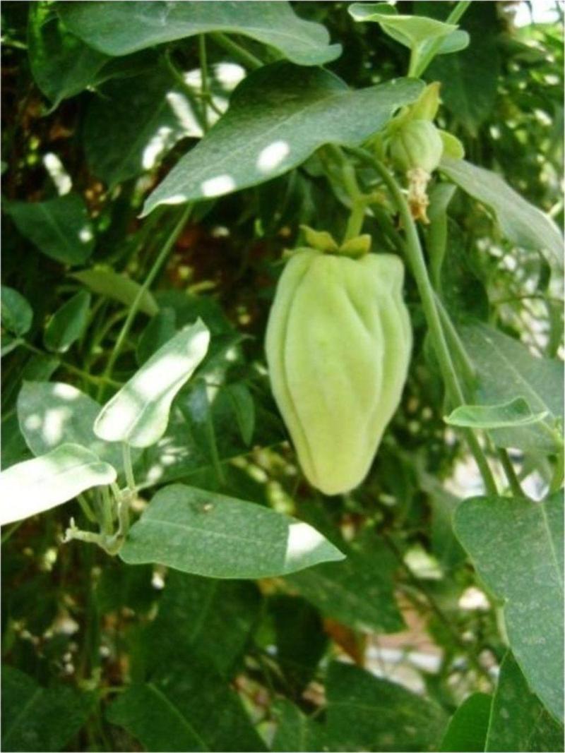 Ağaç Bamyası Tohumu(Araujia Sericifera)