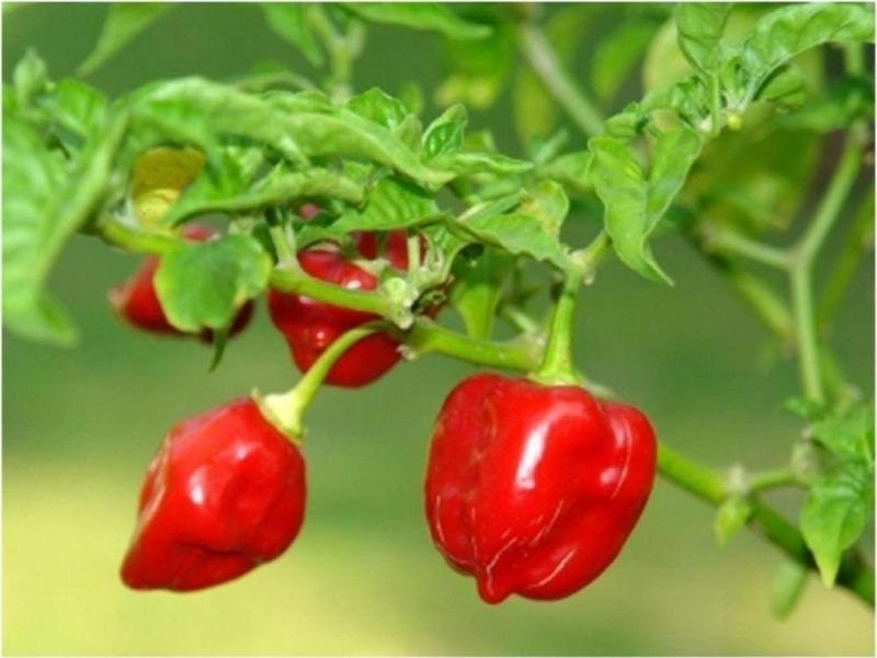 Kırmızı Habanero Biberi Tohumu