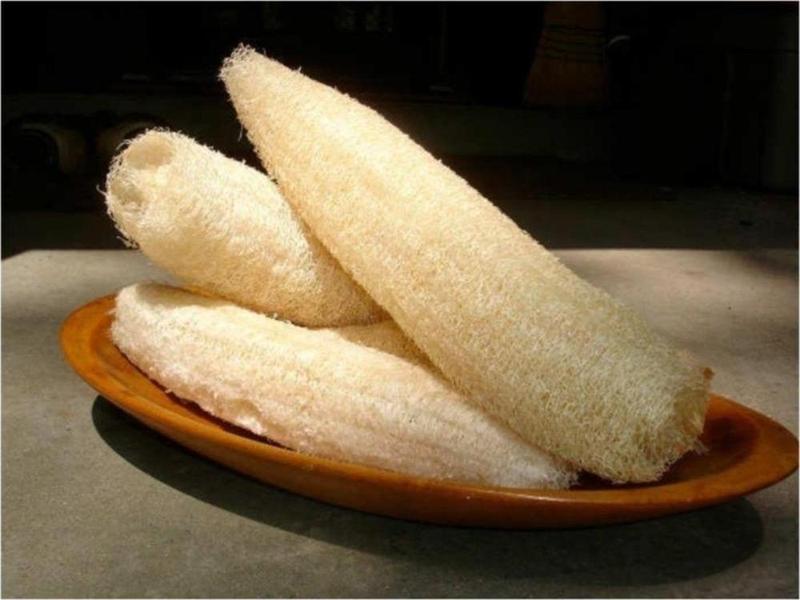 Lif Sünger Kabağı Tohumu (Sponge Gourd)