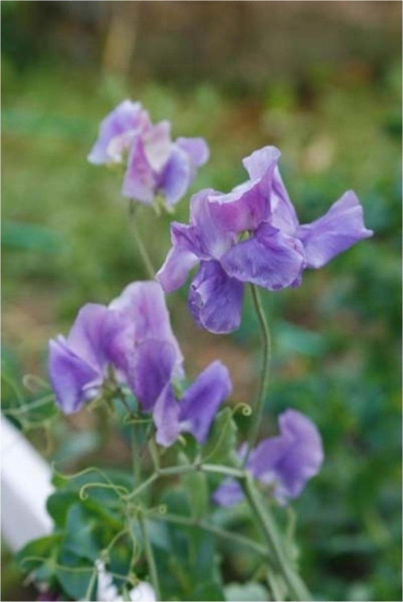Mavi Bezelye Çiçeği (Sweet Pea)