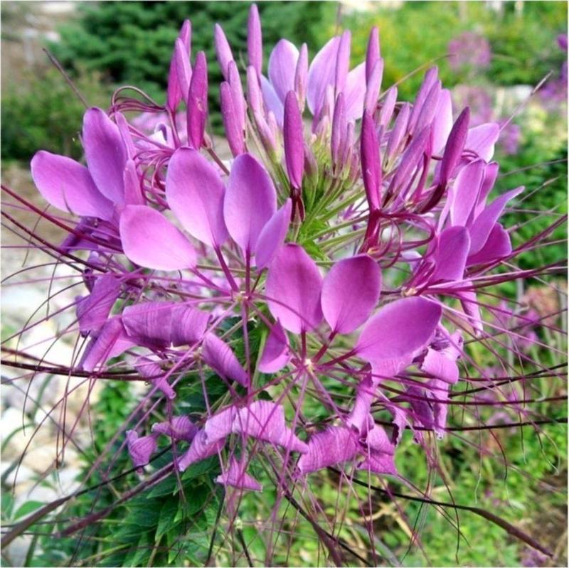 Örumcek Çiçeği *(Cleome Spinosa)