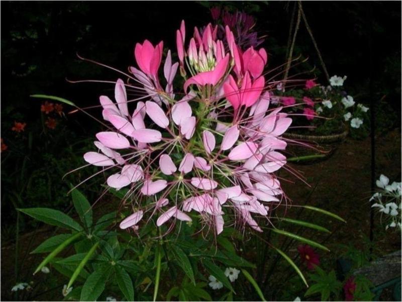 Pembe Kleom Çiçeği*(Cleome Reine Rose)