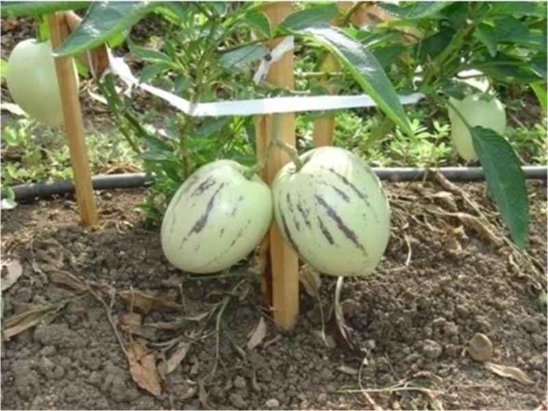 Saksıya Uygun Pepino Tohumu