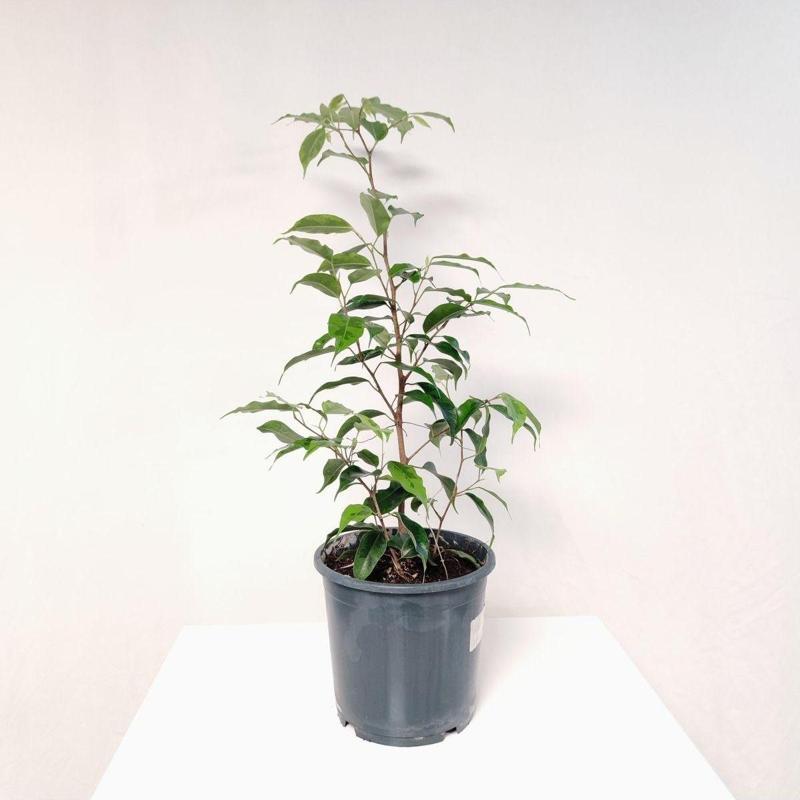 Ficus Benjamin Yeşil Yaprak ( 30- 50 cm )