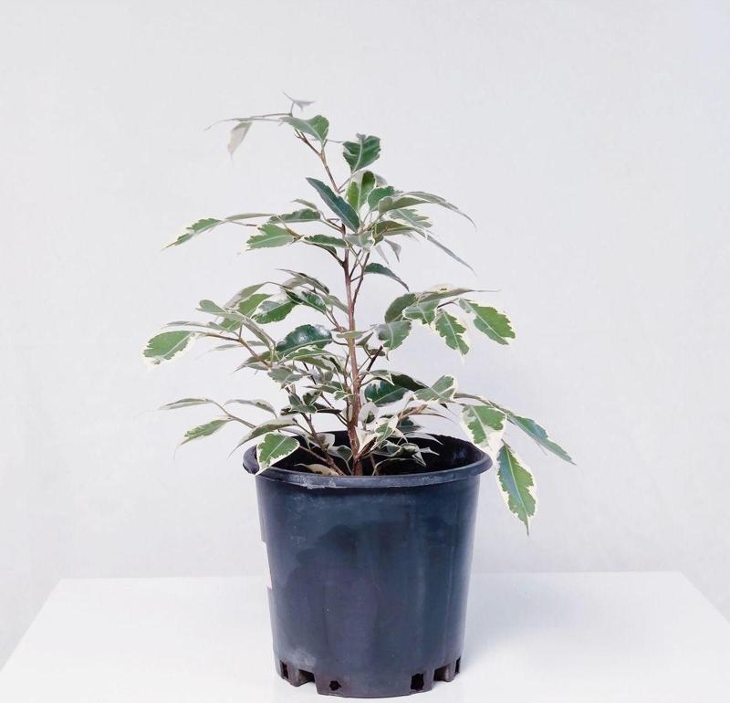 Ficus Starlight - Alacalı  (25-40 cm )