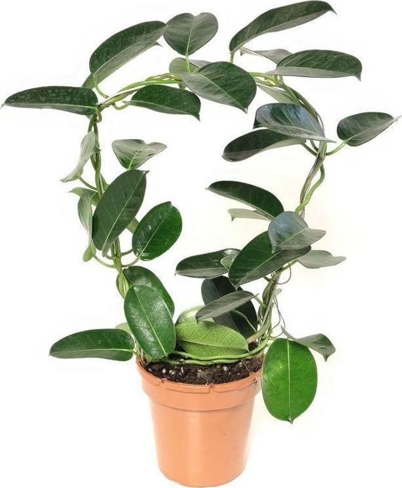 Madagaskar Yasemini ( 40-50 cm)