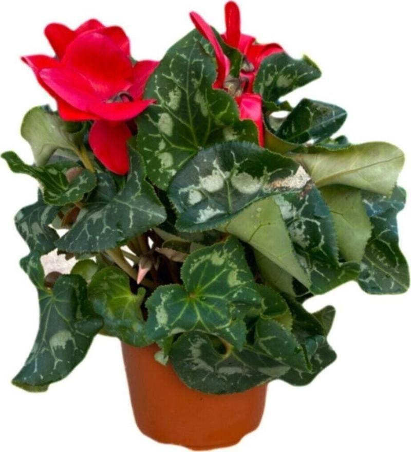 Sıklamen Çiçeği Kırmızı - Cyclamen 20-30 Cm