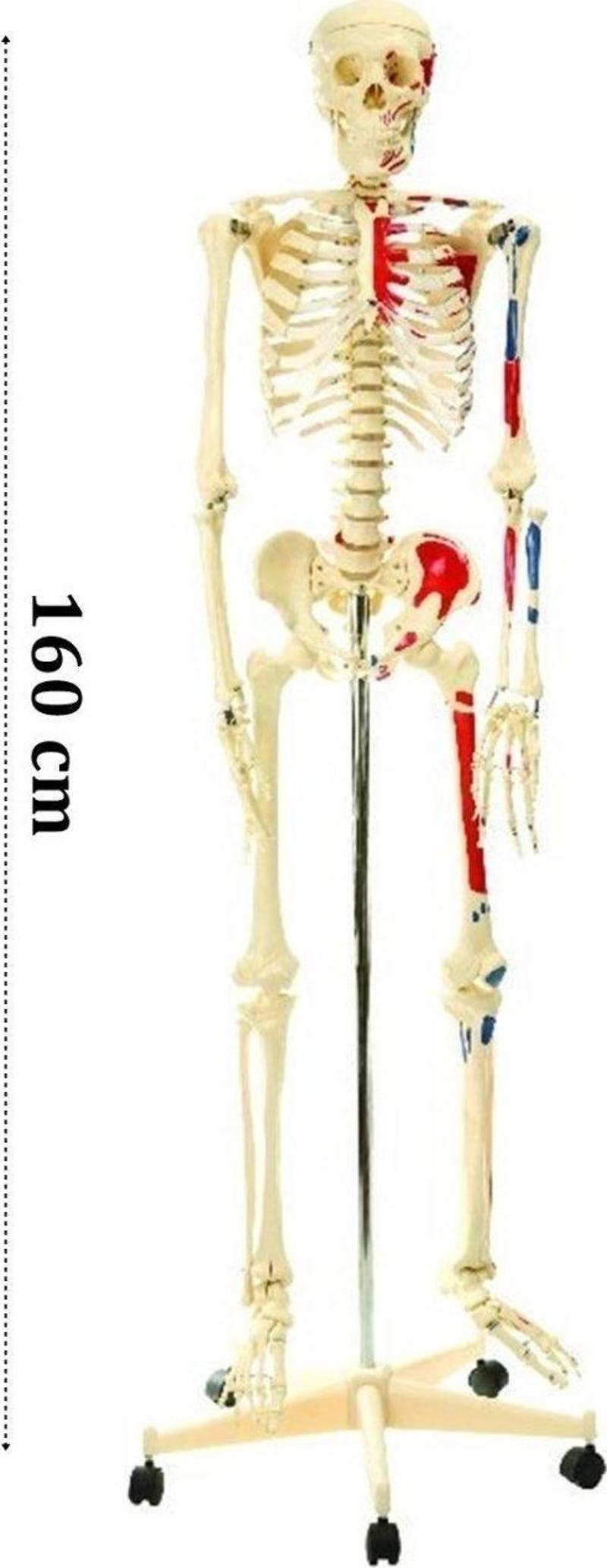 İskelet Modeli 160cm İnsan İskeleti Gerçek Boyut