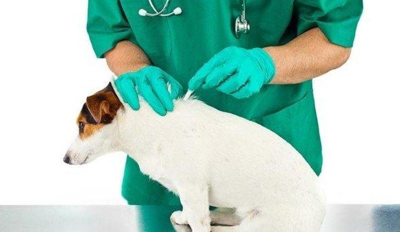 PROFENDER 0,5-2,5 KG ARASI KEDİ İÇ PARAZİT DAMLASI