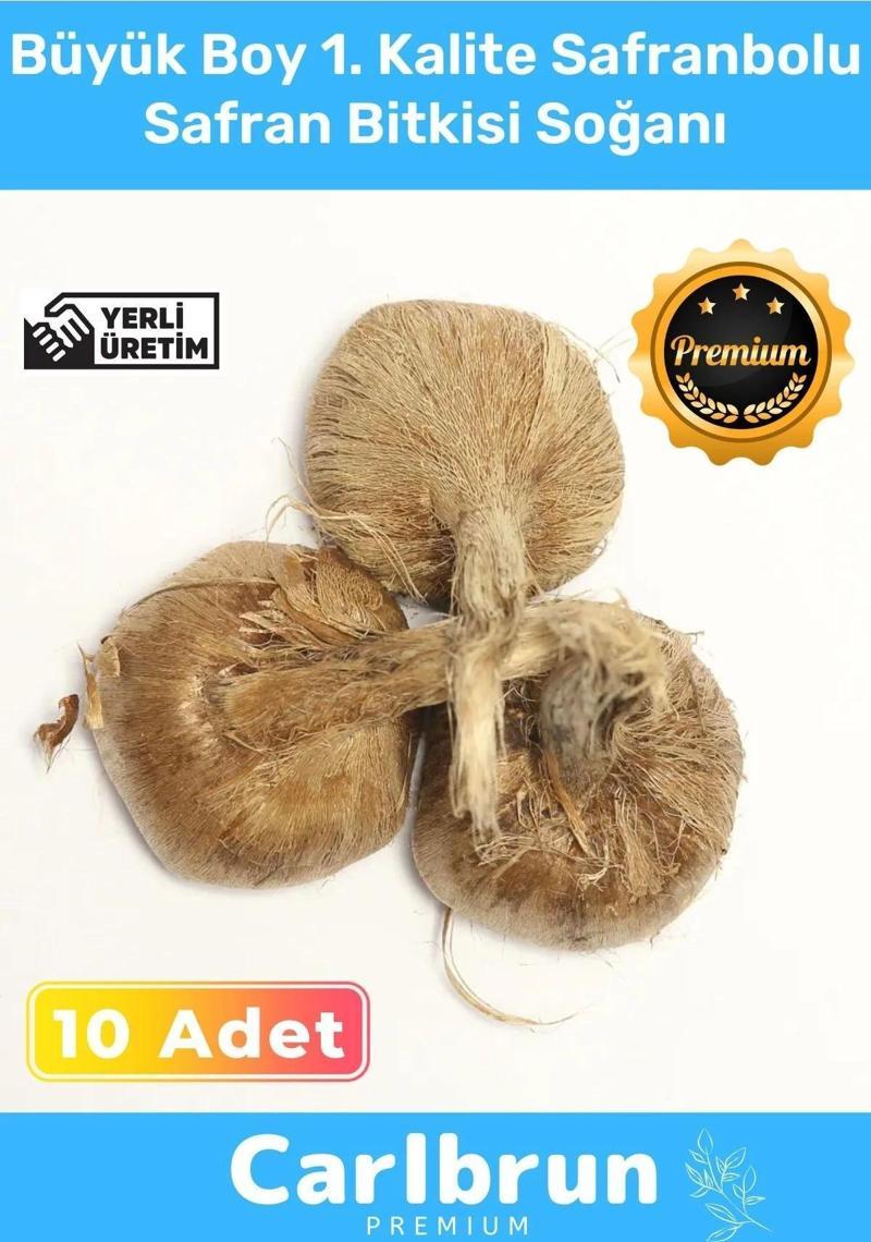 Premium Özel Dikime Hazır Yerli Üretim Büyük Boy 1. Kalite Safranbolu Safran Bitkisi Soğanı 10 Adet