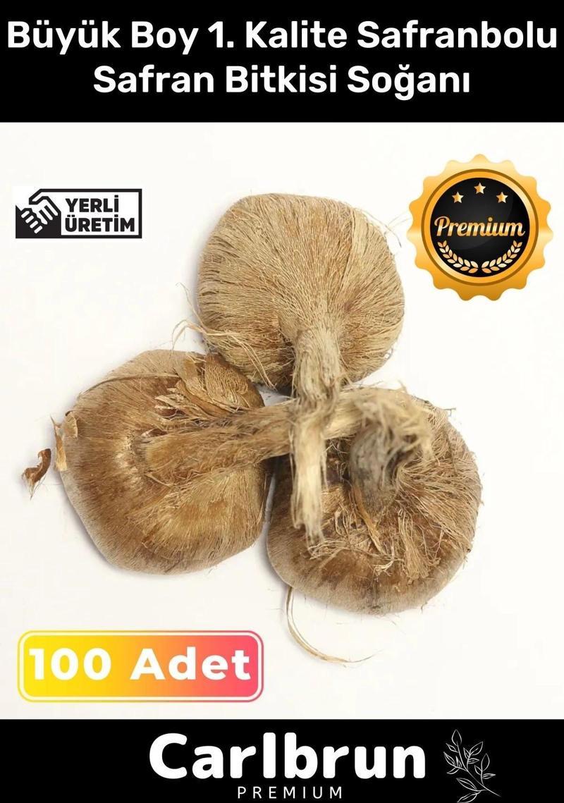 Premium Özel Dikime Hazır Yerli Üretim Büyük Boy 1. Kalite Safranbolu Safran Bitkisi Soğanı 100 Adet