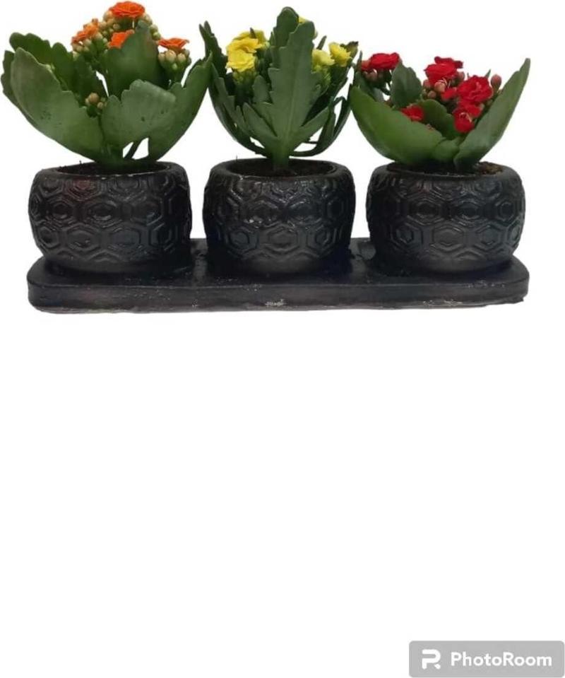 Üçlü Siyah Saksıda Kalanchoe (Kalanşo) Çiçeği