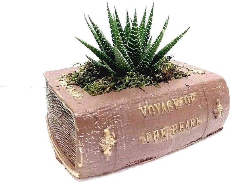 Antik Voyage Kitap Tasarım Dekoratif Beton Saksı Ve Haworthia