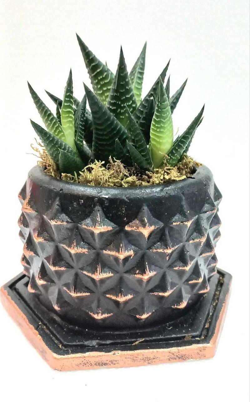 Dekoartif Yıldız Desenli Saksıda Haworthia