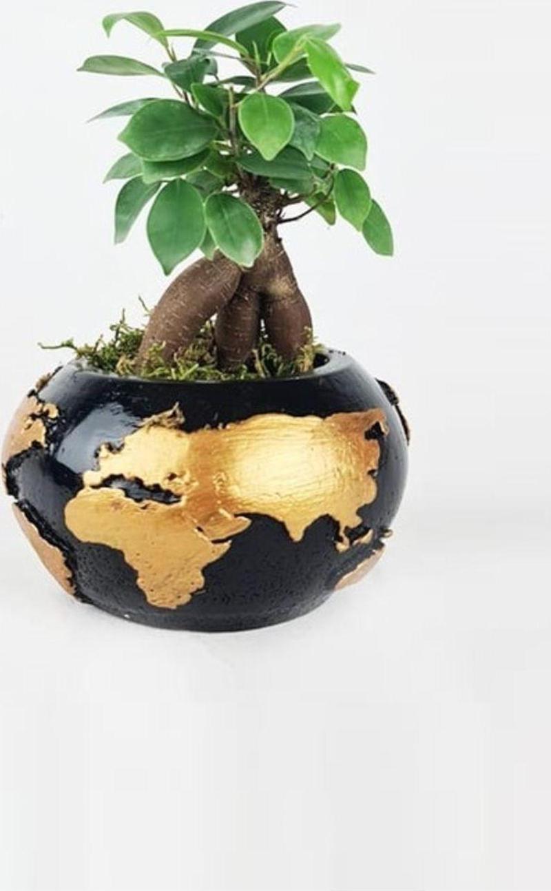 Dünya Dekoratif Saksıda Ficus Ginseng Bonsai Tasarım