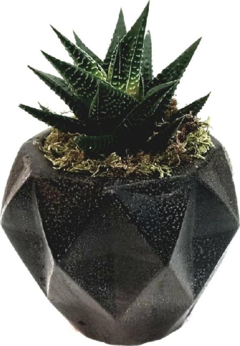 Geometrik Saksıda Büyük Haworthia Tasarım