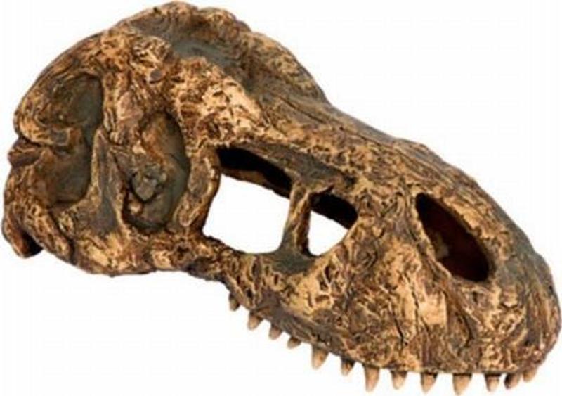 T-rex Kafatası Sürüngen Aksesuarı