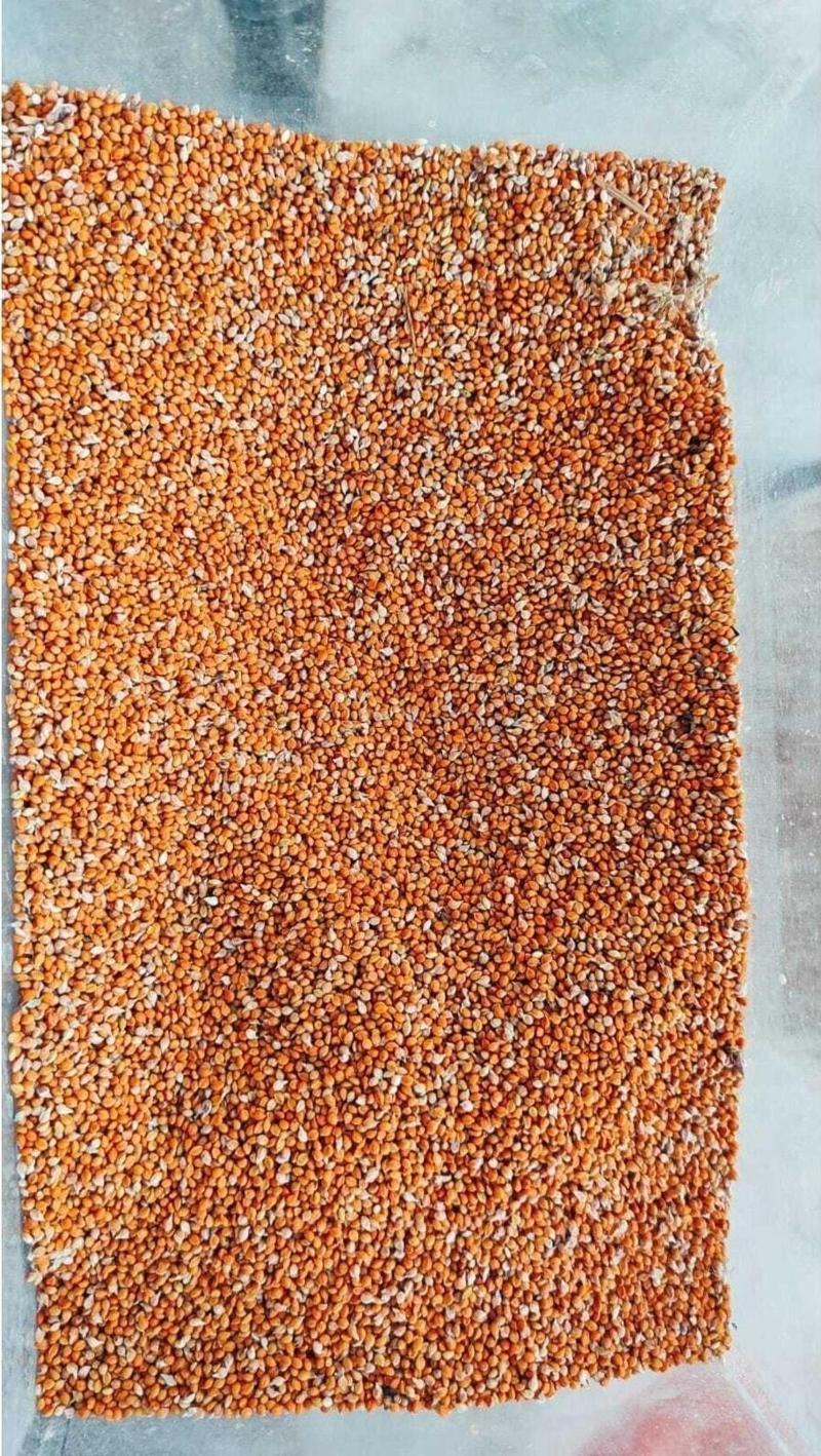 Emrebilisim 250 Gram Doğal Kızıl Dal Darı Elenmiş Kızıl Dal Darı Tohumu Doğal Organik