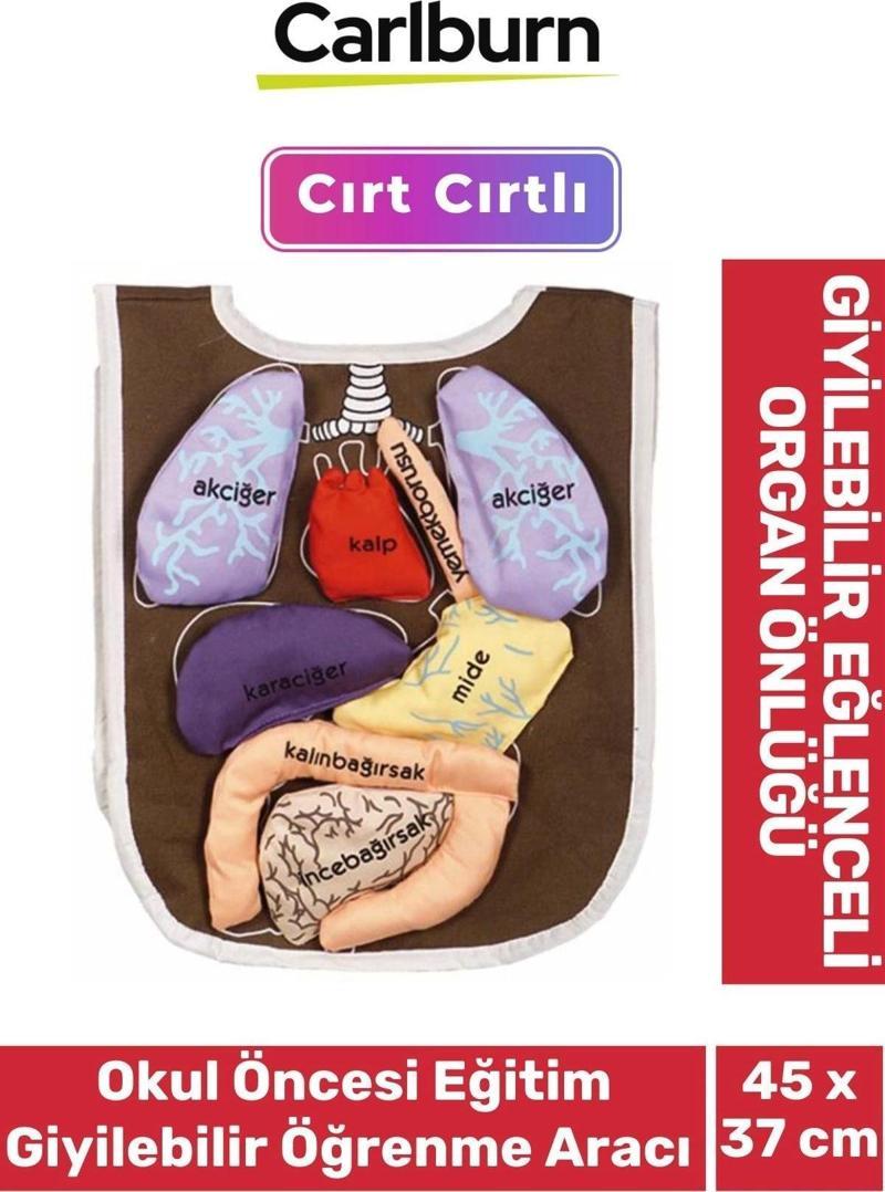 Cırt Yapışkanlı Zeka Geliştirici Okul Öncesi Eğitim Giyilebilir Öğrenme Aracı Eğlenceli Organ Önlüğü