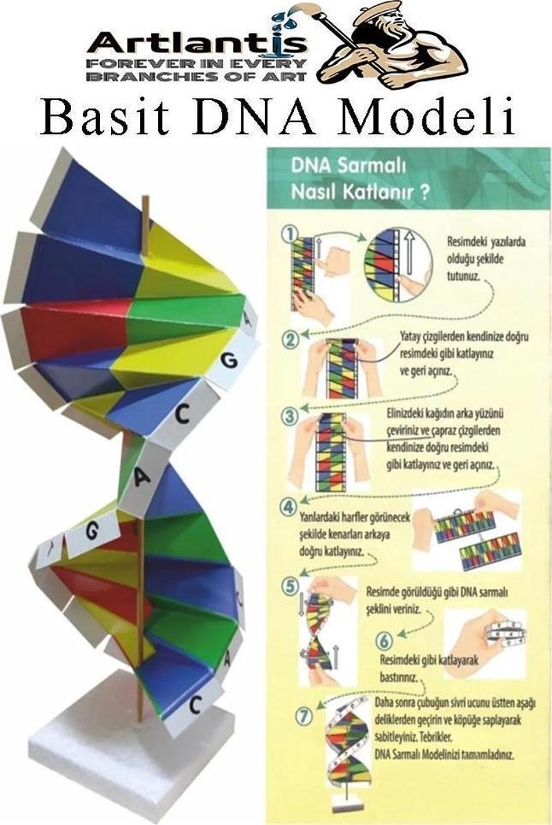 Dna Modeli 1 Paket Kartondan DNA Yapım Seti Dna Sarmalı Deney Yapım Seti Okul Materyali Fen Bilimleri