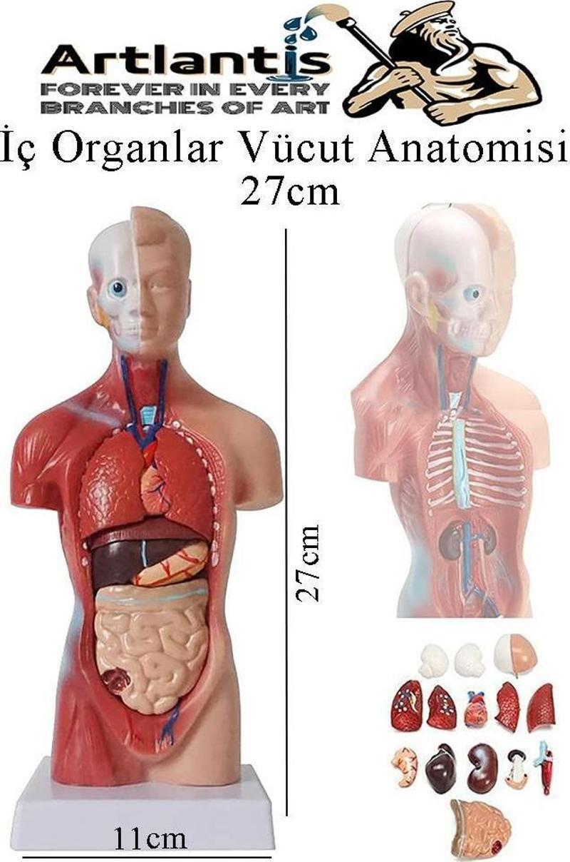 İnsan Organ Maketi 27 cm 1 Adet İnsan Anatomi Modeli 15 Parça Sök Tak İnsan İç Organları Tıbbi Model Vücut