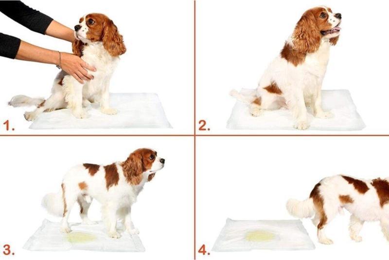 Yıkanabilir Köpek Çiş Pedi - 100 X 100 Cm 5Li Paket