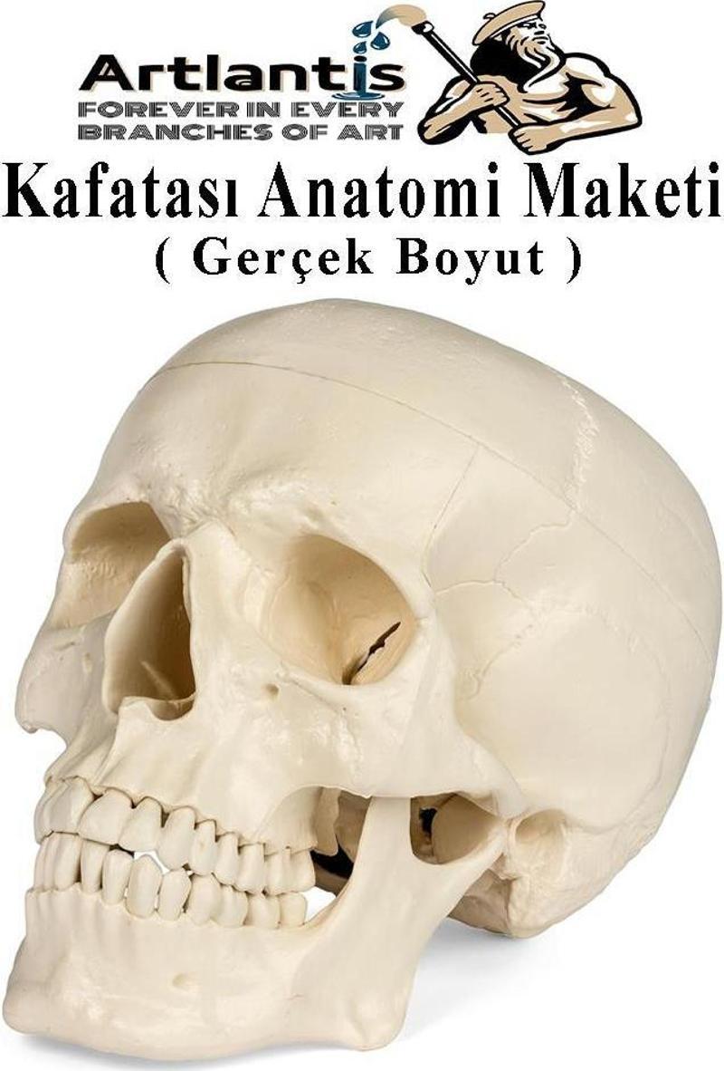 İnsan Kafatası Anatomisi Modeli 1 Adet Kafatası Maketi Gerçek Boyut Anatomik Modeli Deney Bilim Tıbbi Model Cranium