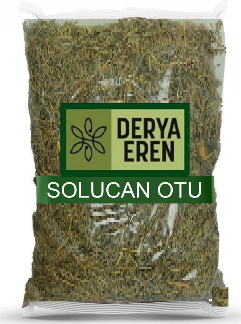 Solucan Otu Tanacetum vulgare 100g