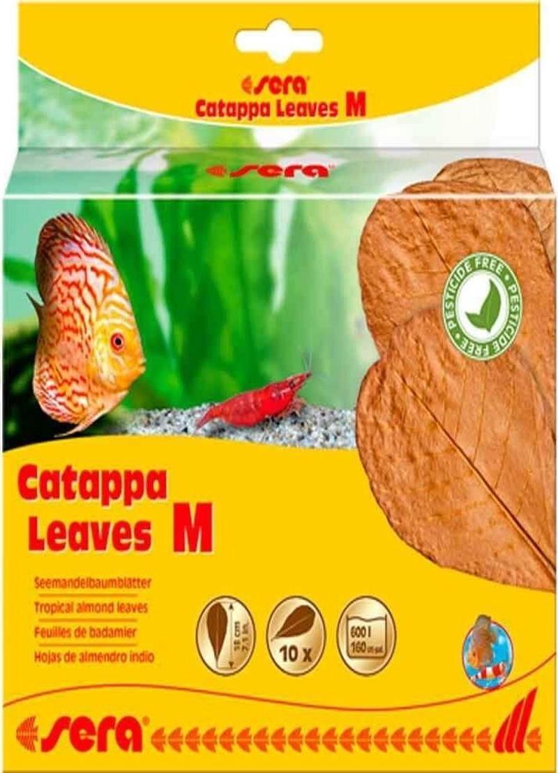 Catappa Yaprağı M 18 cm 10 Adet