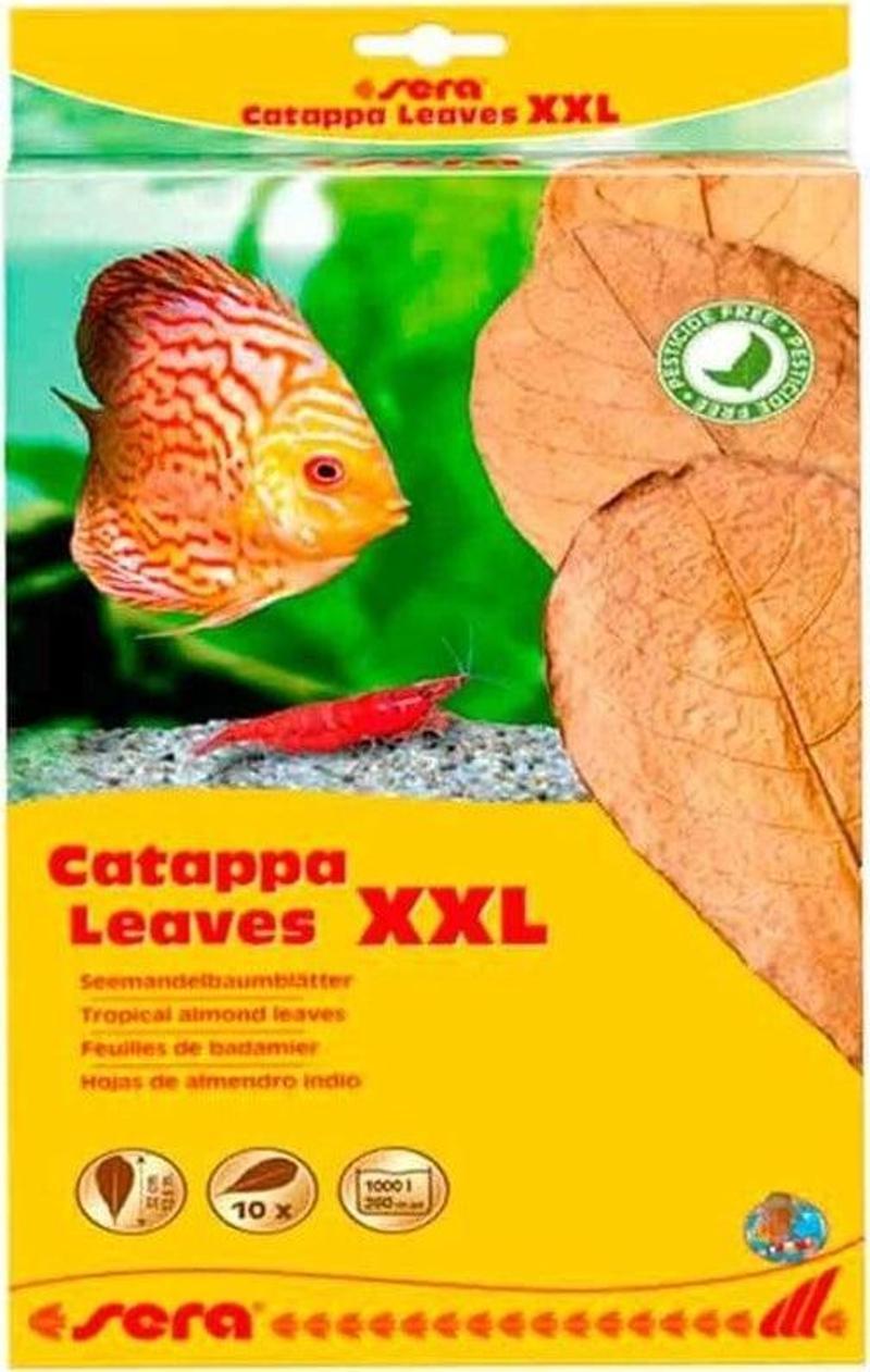 Catappa Yaprağı XXL 32 Cm