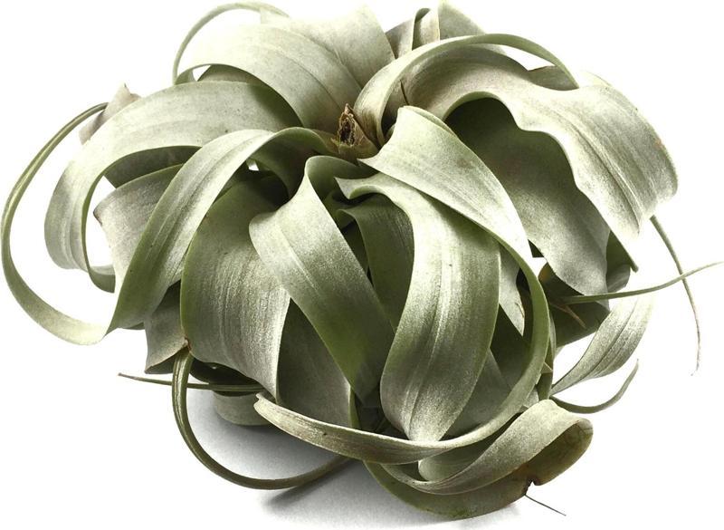 Tillandsia Xerographica (Hava Bitkisi)