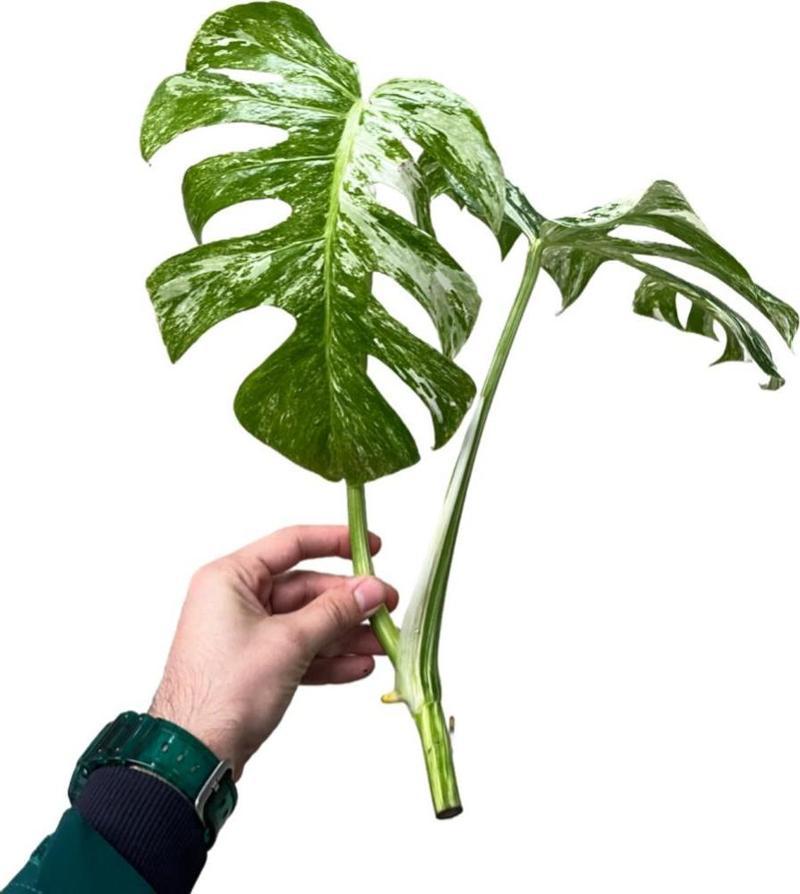 Monstera Deliciosa 'Albo Variegata' (Tepe Çelik)