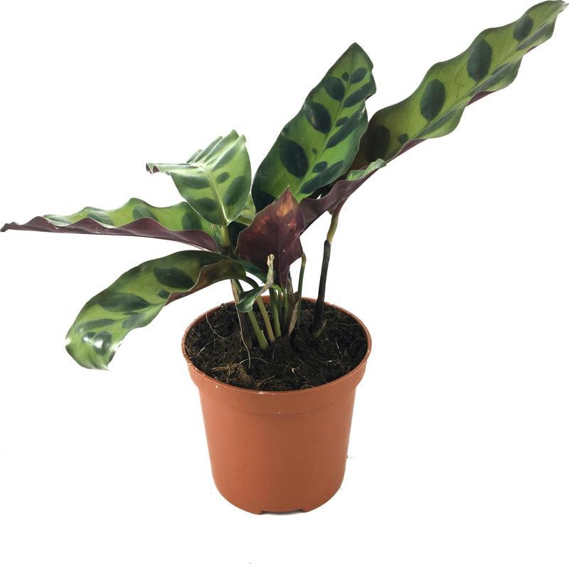 Calathea Lancifolia (Dua Çiçeği)