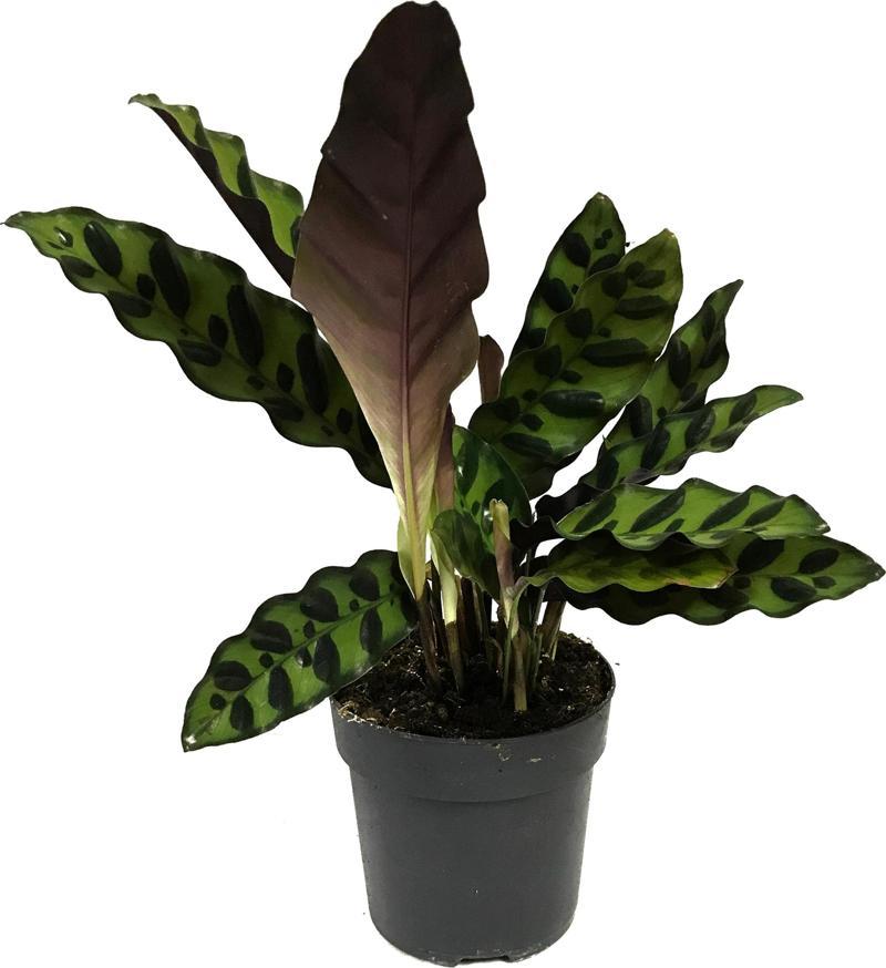 Calathea Lancifolia (Dua Çiçeği)