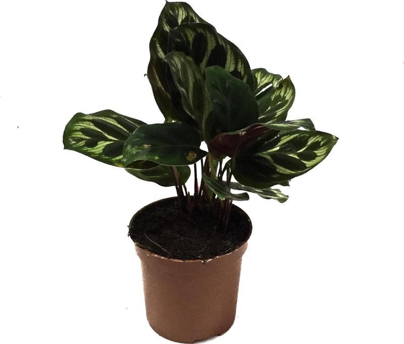 Calathea Makoyana (Dua Çiçeği)