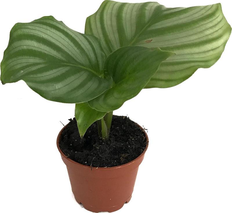 Calathea Orbifolia (Dua Çiçeği)