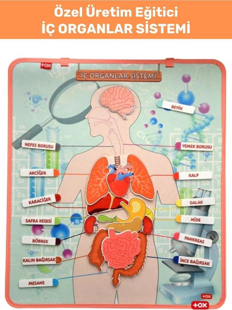 Premium İç Organlar İsim Şekil İşlev Öğretici Eğlenceli İnsan Vücut İÇ ORGANLAR SİSTEMİ CIRTLI PANO