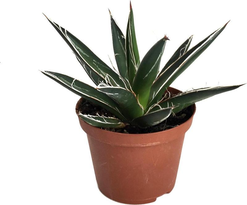 Agave Filifera 'Compacta' (Kaktüs)