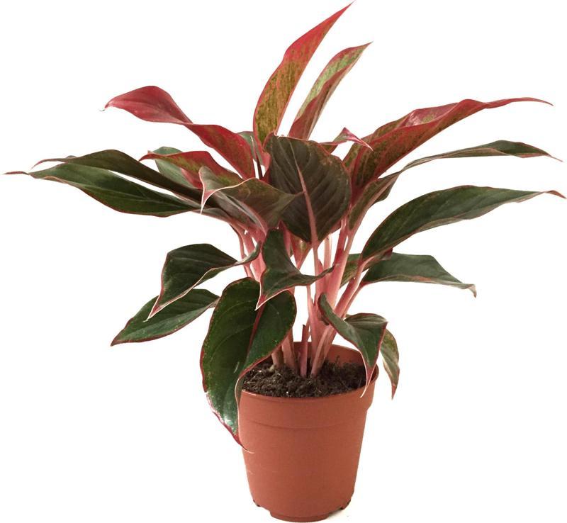 Aglaonema Crete