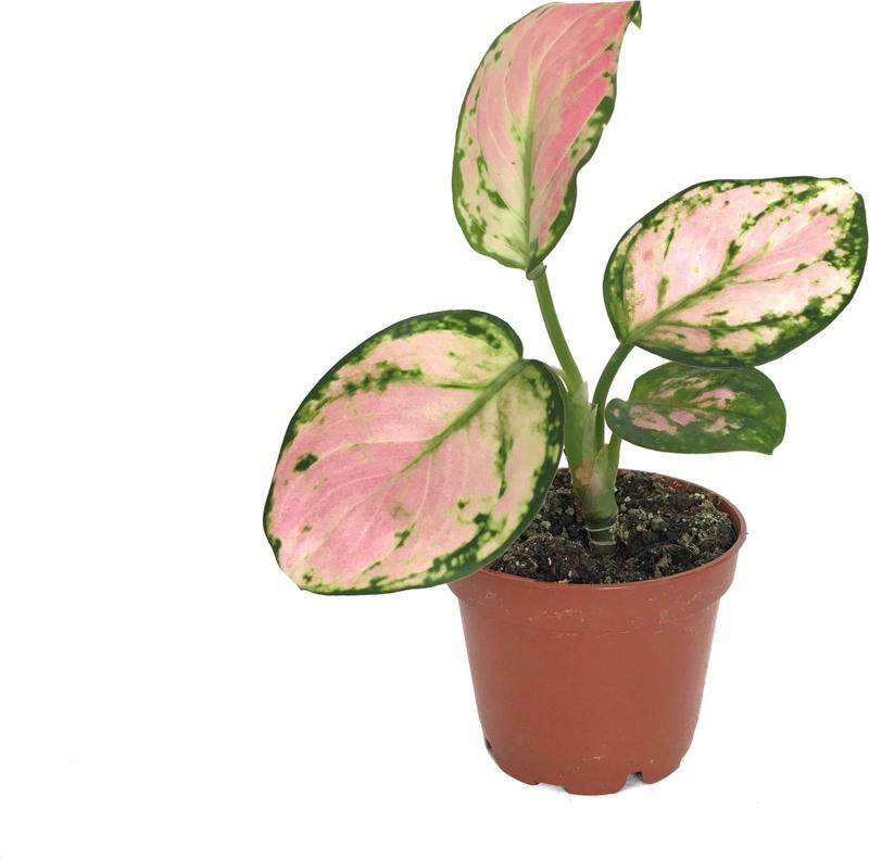 Aglaonema 'Dud Unyamanee'