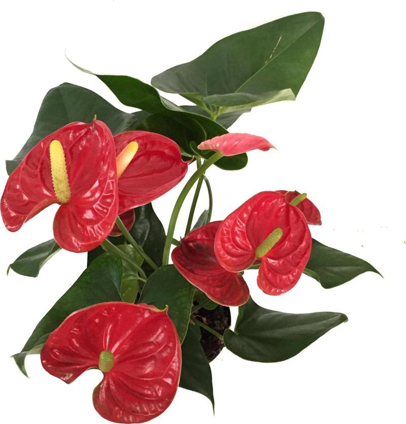 Anthurium Andraeanum 'Red' (Flamingo Çiçeği)