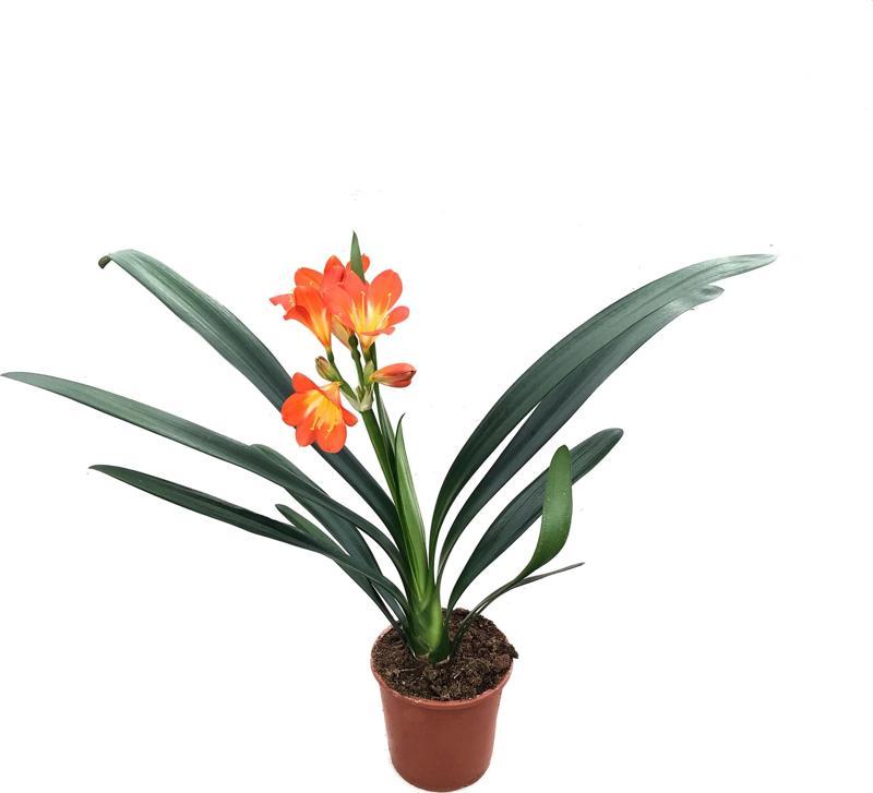 Clivia Miniata (Klivya Çiçeği)