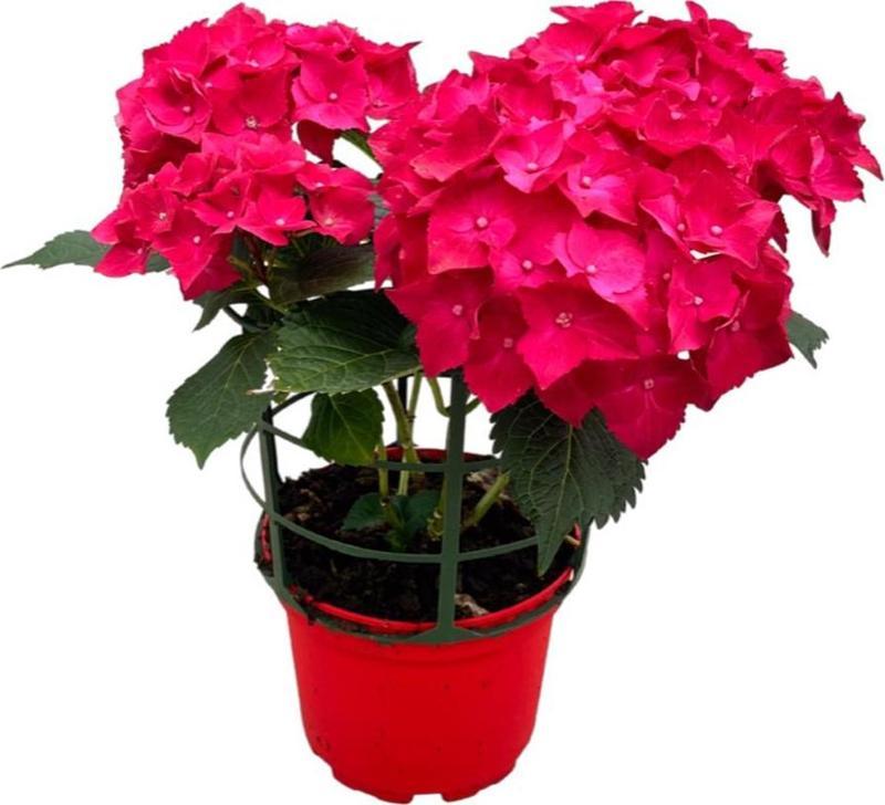 Hydrangea Macrophylla 'Red' (Kırmızı Ortanca)