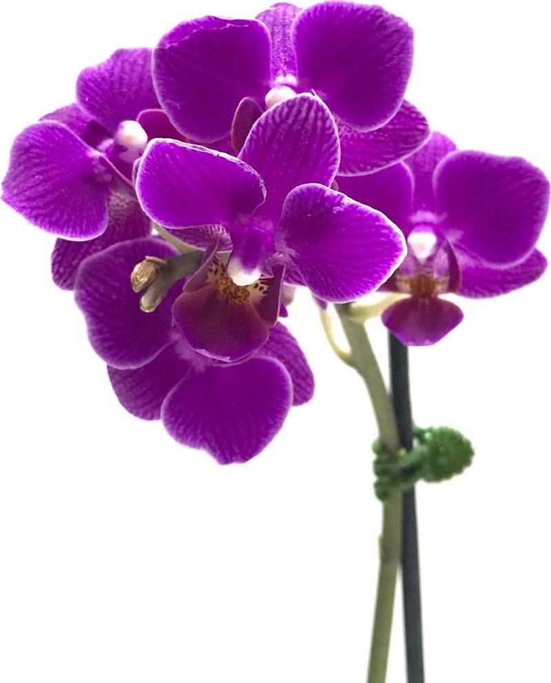 Phalaenopsis 'Paars' (Mor Orkide)