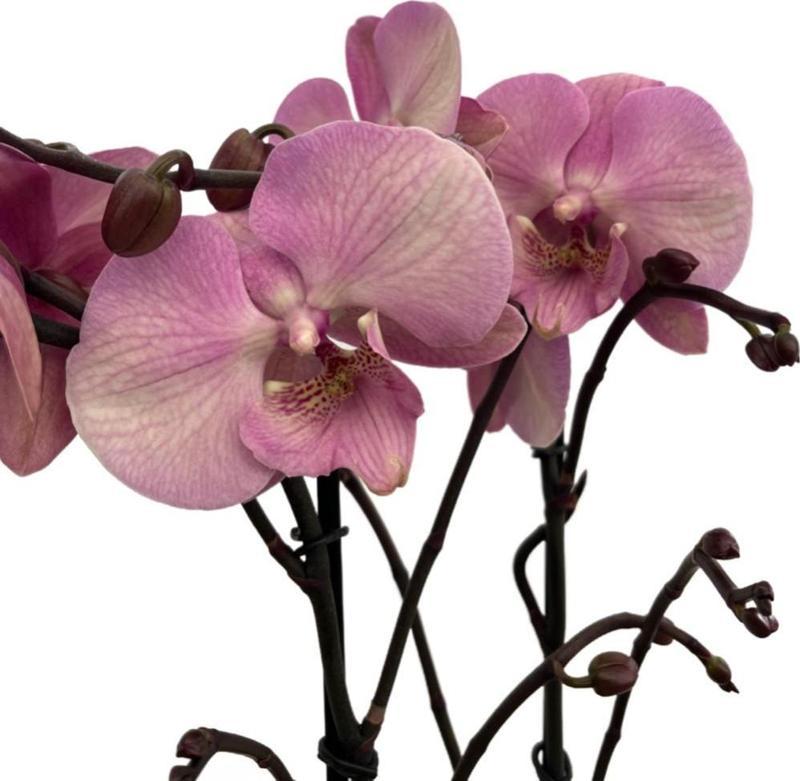 Phalaenopsis 'Rosa Pastello' (Pembe Orkide)