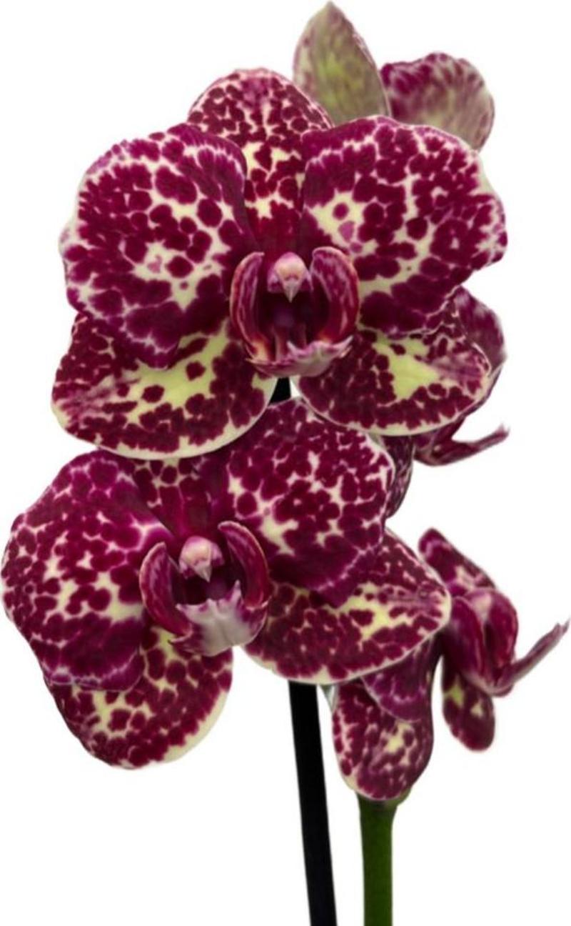 Phalaenopsis 'Wild Cat' (Bordo Orkide)