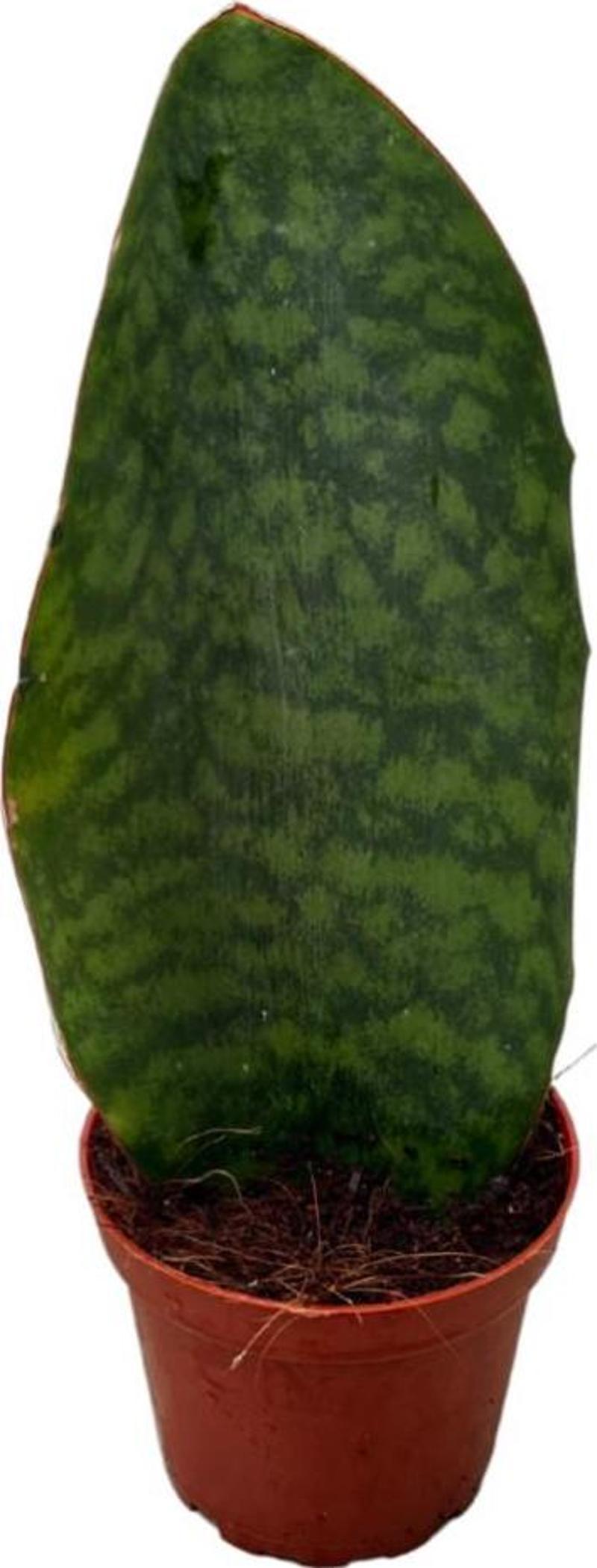 Sansevieria Masoniana 'Congo' (Paşa Kılıcı)