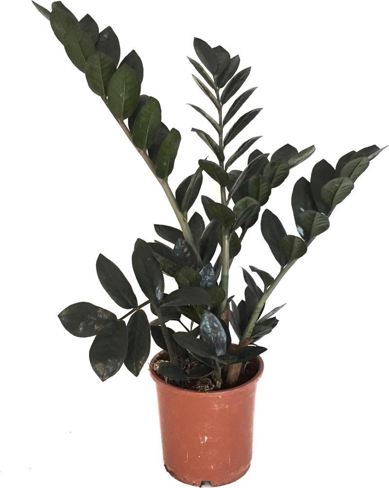 Zamioculcas Raven (Zeze Çiçeği)