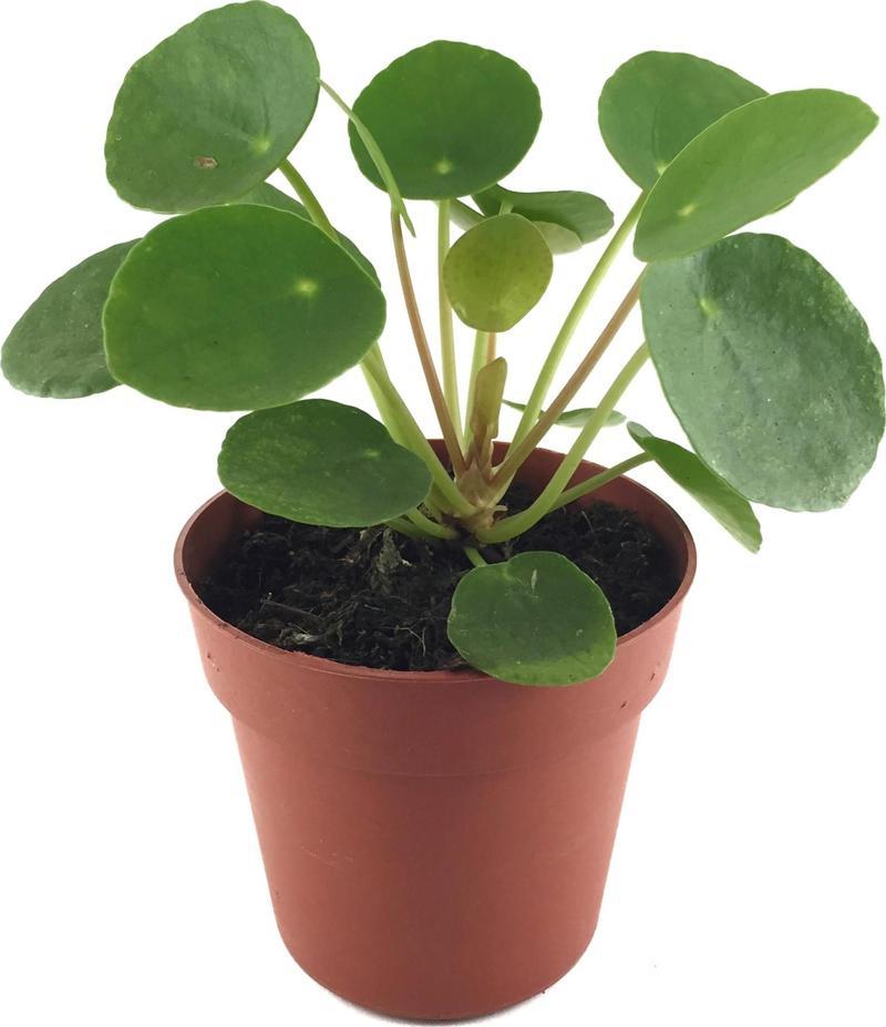 Pilea Peperomioides (Para Çiçeği)