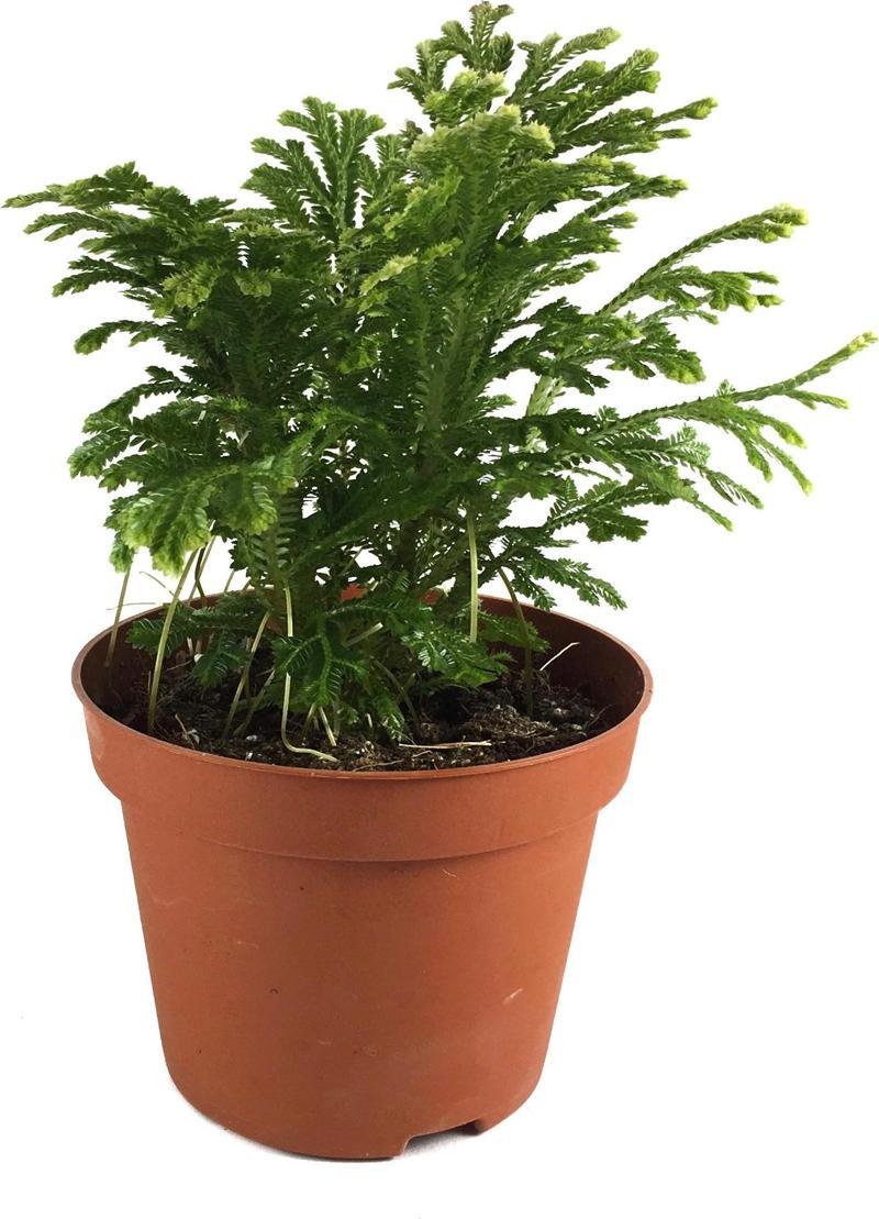 Selaginella Jori (Süs Yosunu)